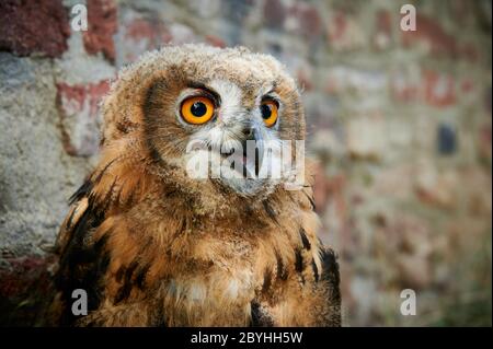Portrait d'un jeune hibou eurasien (Bubo bubo), Heinsberg, Rhénanie-du-Nord-Westphalie, Allemagne Banque D'Images