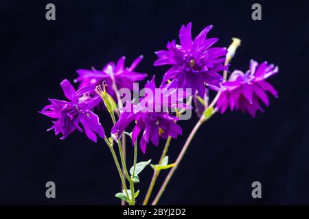Un Aquilegia violet également connu sous le nom de Bonnet de Granny ou Columbine fleur sur un fond sombre. Banque D'Images
