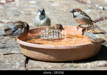 Maison arrose profitant d'un bain d'oiseaux dans un jardin de Fife. Banque D'Images