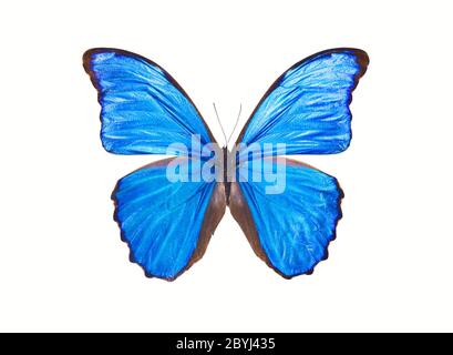 Papillon Morpho Didius Banque D'Images