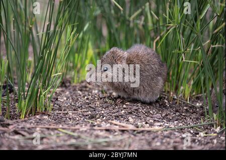 Gros plan sur le profil latéral du Potoroo à long nez Banque D'Images