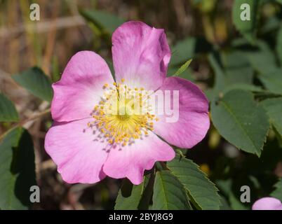 rose briar Banque D'Images