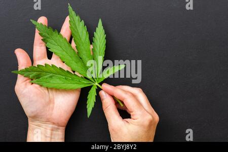 La femme tient dans ses mains sur la paume de sa main une feuille de chanvre verte fraîche. Plante de cannabis sur fond sombre. Banque D'Images