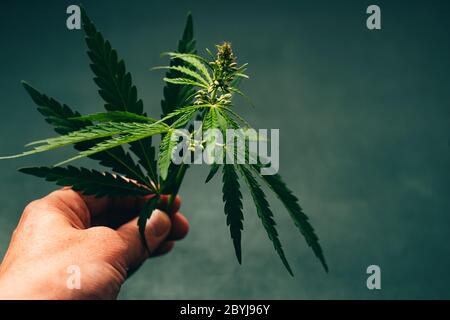 Un homme tient une feuille de cannabis vert frais dans ses mains sur la paume de sa main. Plante de cannabis sur fond sombre. Banque D'Images