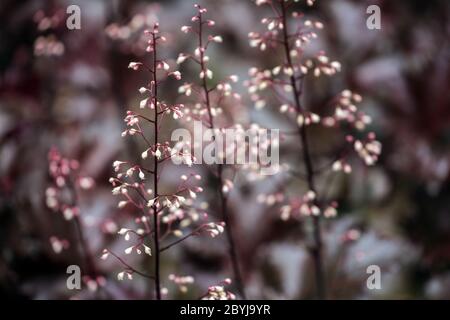 Coquillages de corail Heuchera Tafetta Heucheras noires fleurs Banque D'Images