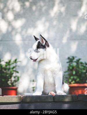 Un petit chien blanc chiot race husky sibérien avec de beaux yeux bleus sur terrasse en bois. Photographie de chiens et d'animaux de compagnie Banque D'Images