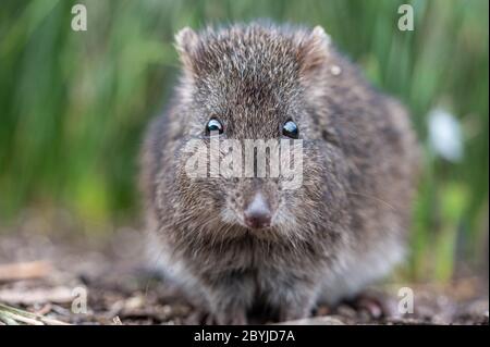 Gros plan sur le Potoroo à long nez en regardant la caméra Banque D'Images