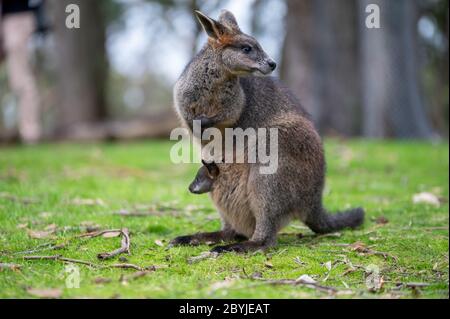 Swamp Wallaby (Black Wallaby) avec Baby Joey dans sa pochette Banque D'Images