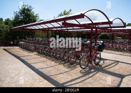 Des centaines de vélos rouges dans le hangar à vélos Banque D'Images