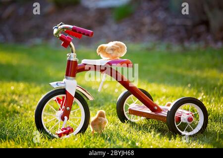 Tricycle avec de petits poussins dans le jardin, poussins de bébé jouant au coucher du soleil Banque D'Images