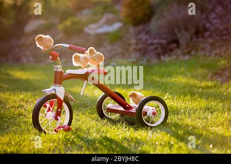 Tricycle avec de petits poussins dans le jardin, poussins de bébé jouant au coucher du soleil Banque D'Images