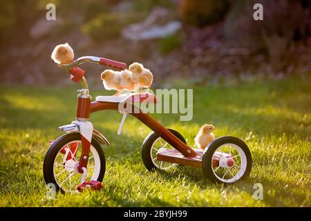 Tricycle avec de petits poussins dans le jardin, poussins de bébé jouant au coucher du soleil Banque D'Images