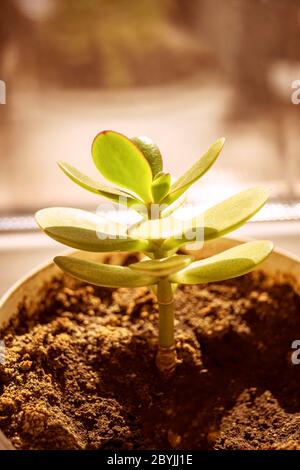 La jeune fleur de crasula pousse dans un sol Banque D'Images