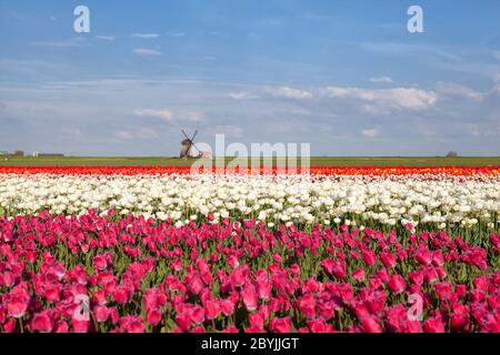 moulin, ciel bleu et champ de tulipes Banque D'Images