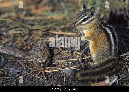 Le moins de Chipmunk de recherche en automne Banque D'Images