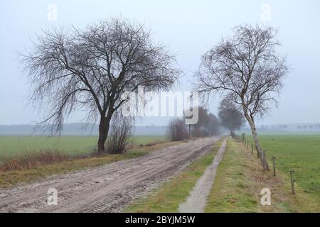 route terrestre entre les arbres dans le brouillard Banque D'Images