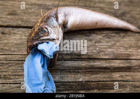 Poisson de morue d'océan mort manger plastique élimination médical gant déchets, pollution des écosystèmes animaux après la maladie de covid Banque D'Images