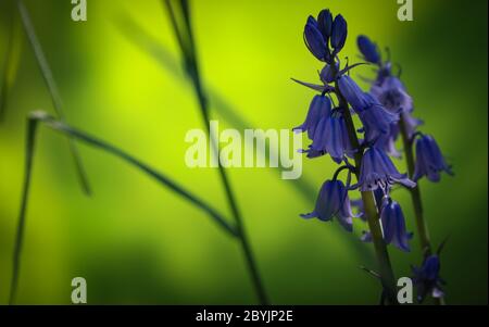 Gros plan Bluebells cachés dans un sous-bois vert avec une lumière de applique Banque D'Images