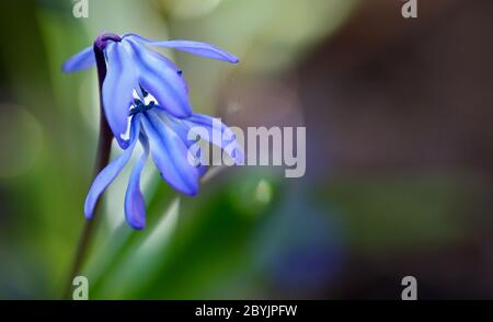 Délicat Scilla fleurs têtes jardin anglais Mars Banque D'Images