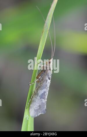 Glyphotaelius pellucidus, un caddisfly de Finlande sans nom anglais commun Banque D'Images