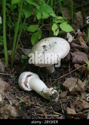 Agaricus arvensis, communément appelé champignon de cheval, champignon sauvage comestible de Finlande Banque D'Images