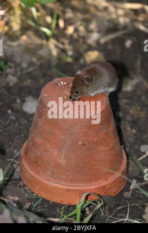 Bank Vole (Clethrionomys glareolus) debout sur un pot de plantes dans un habitat de jardin, Royaume-Uni Banque D'Images