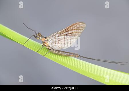 Ephemera vulgata, une espèce de mouche du genre Ephemera, aussi appelée soldat canadien, mouche à ombre ou mouche à poisson Banque D'Images