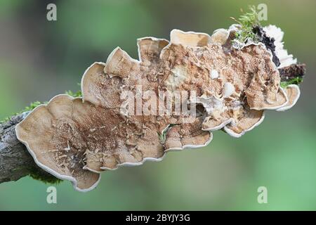 Byssomerulius corium, champignon de la croûte en réseau, polypore sauvage de Finlande Banque D'Images
