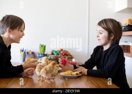 Deux enfants, frères garçons, se battant à la maison avec des œufs de pâques le matin, le jour de Pâques Banque D'Images