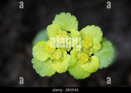 Chrysosplenium alternifolium, connu sous le nom de saxifrage doré à feuilles alternées, une fleur de printemps de Finlande Banque D'Images