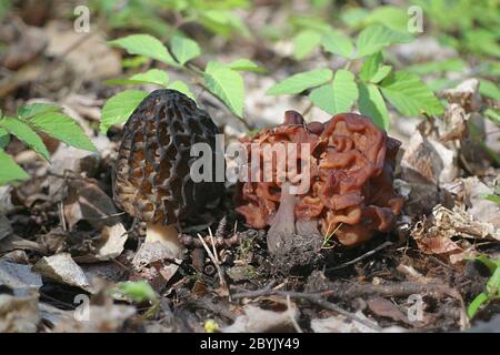 Gyromitra esculenta, le Morel Faux, et Morchella elata, le Morel noir, comparaison côte à côte Banque D'Images