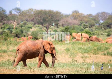 Un éléphant rouge marche dans la savane du Kenya Banque D'Images