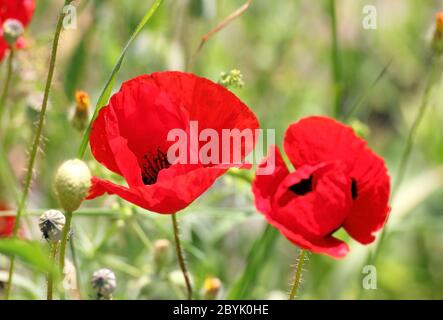 fleurs de pavot rouge dans le champ Banque D'Images