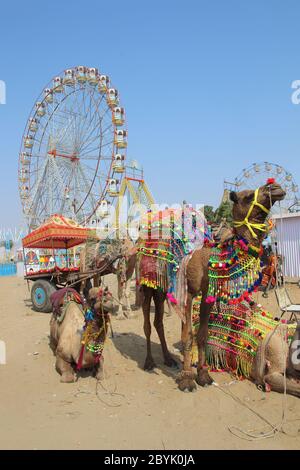 Chameaux et roues de ferris très ornés à la foire aux chameaux de Pushkar Banque D'Images