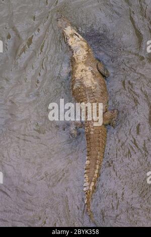 Crocodile américain (Crocodylus acutus) d'en haut, natation, Rio Grande Tárcoles, Costa Rica Banque D'Images