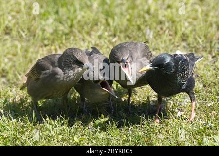 Poussins de Starling européens après que mère supplie pour la nourriture Banque D'Images