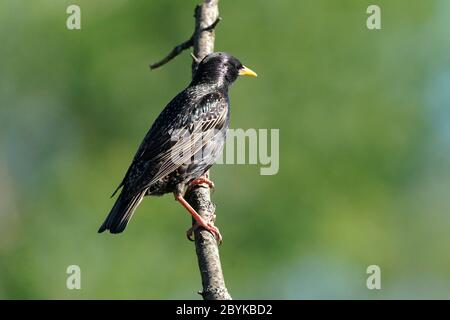 Poussins de Starling européens après que mère supplie pour la nourriture Banque D'Images