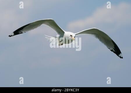 Mouette en vol Banque D'Images