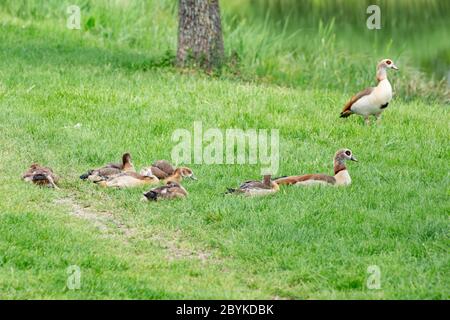 Famille des oies égyptiennes avec des gotins dans l'herbe, Alopochen aegyptiaca ou Nilgans Banque D'Images