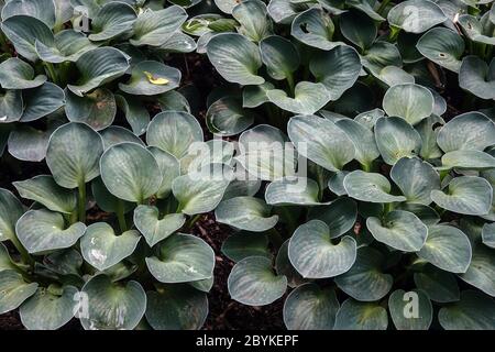 HostA souris bleue oreilles Hostas Banque D'Images