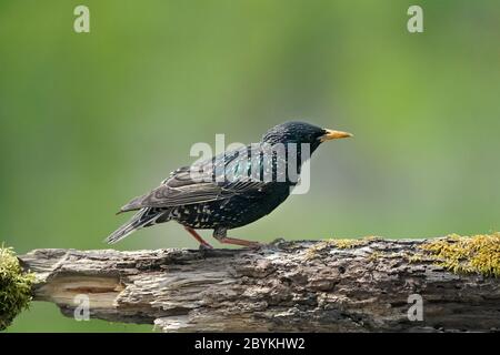 Poussins de Starling européens après que mère supplie pour la nourriture Banque D'Images