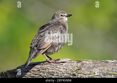 Poussins de Starling européens après que mère supplie pour la nourriture Banque D'Images