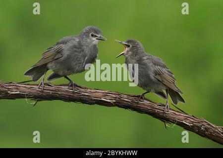 Poussins de Starling européens après que mère supplie pour la nourriture Banque D'Images