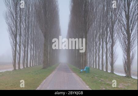 banc et tunnel entre les arbres dans le brouillard Banque D'Images