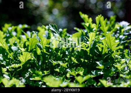 Des arugules fraîches et biologiques poussent dans des pots dans un jardin extérieur. Agriculture biologique, ingrédients de salade . Banque D'Images