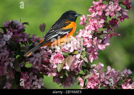 Baltimore Oriole mâle perchée dans des buissons fleuris Banque D'Images
