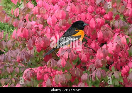 Baltimore Oriole mâle perchée dans des buissons fleuris Banque D'Images