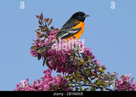 Baltimore Oriole mâle perchée dans des buissons fleuris Banque D'Images
