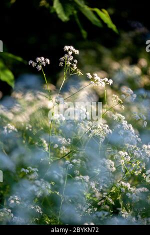 Persil de vache, Anthriscus sylvestris, baigné dans la lumière du soleil de la fin de la soirée. Tooting commons, Wandsworth, Londres, Angleterre Royaume-Uni Banque D'Images