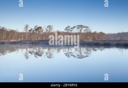 arbres sur ciel bleu reflétés dans l'eau des marais Banque D'Images